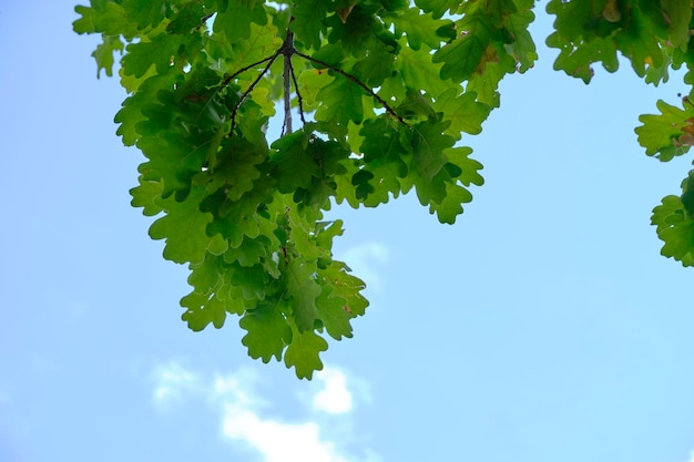 Eiken tak met groen blad tegen blauwe lucht