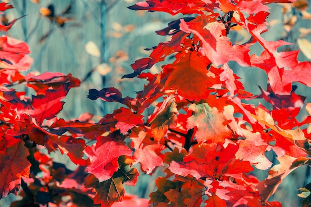 Eiken tak met oranje bladeren in het bos in de herfst. Natuur achtergrond