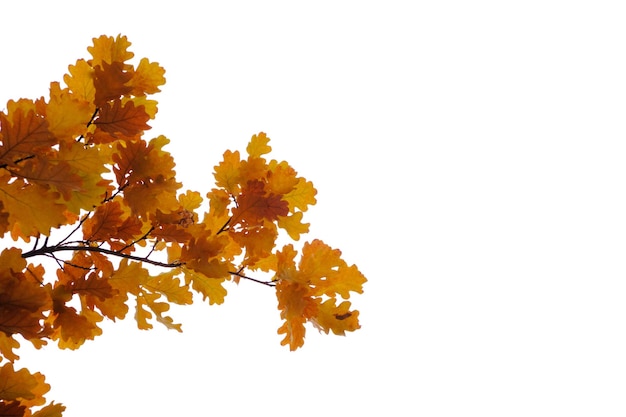 Eiken takken met vergeeld blad met het begin van de herfst, op een witte achtergrond.