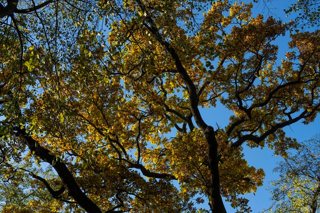 eiken takken tegen de blauwe lucht. herfst eik