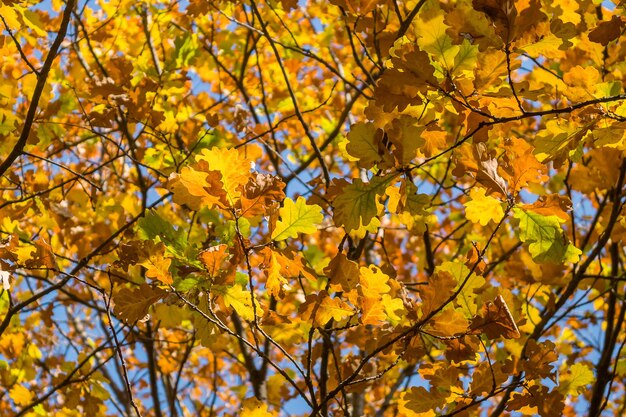 Eiken takken tegen de blauwe lucht Herfst gele eikenbladeren