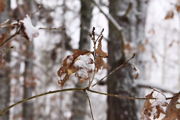 Eikenbladeren op boomtakken in sneeuw in de winterbos