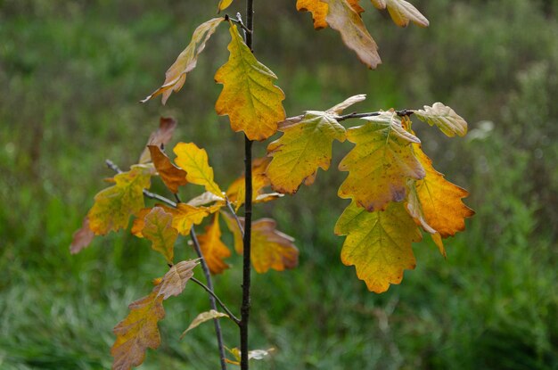 Eikenbladeren zijn geel in de herfst.