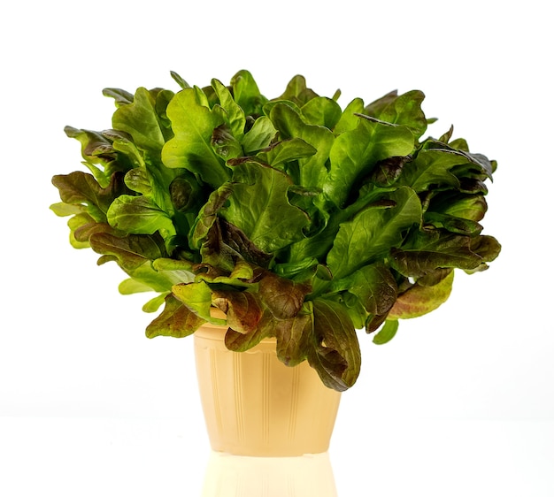 Eikenbladsalade in een pot die op witte achtergrond wordt geïsoleerd