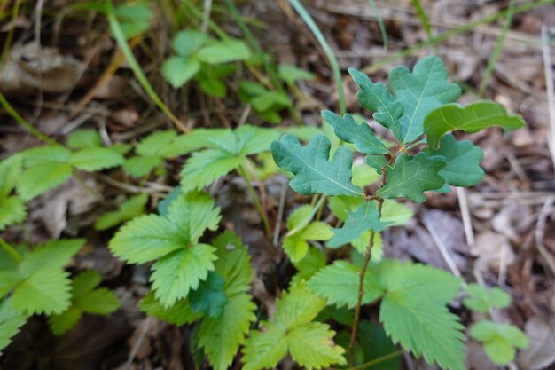 eikenboom groeit in het bos omringd door wilde aardbeiplanten macro