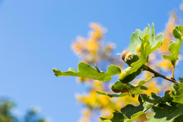 Eikenboom groene kleur achtergrond eiken zaad