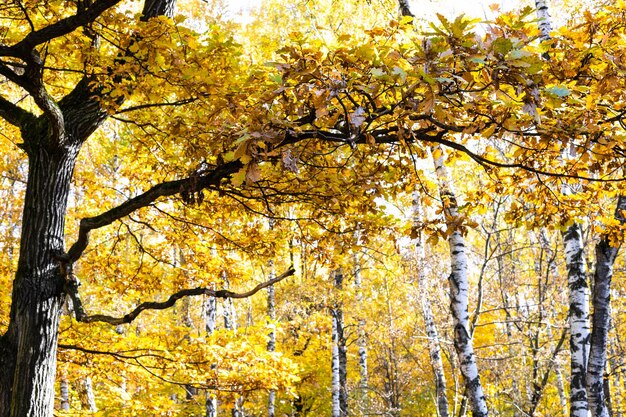 Eikenboom met geel blad en berkenbomen