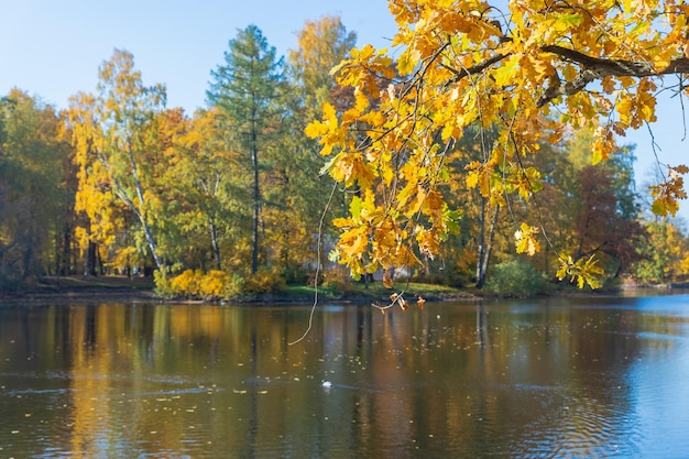 Eikenboomtak buigt naar een water in een herfstbos herfstkleuren herfstbomen in het park zonnig we