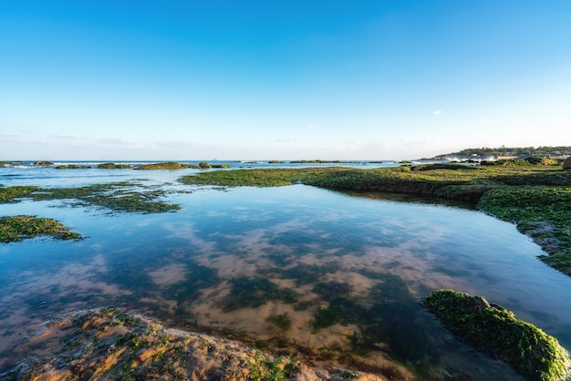 Eilandriffen en groene mosselen