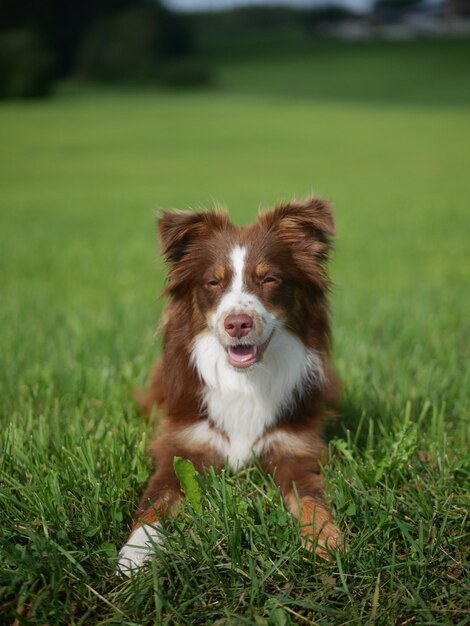 Ein Hund der Rasse Mini Australian Sheperd