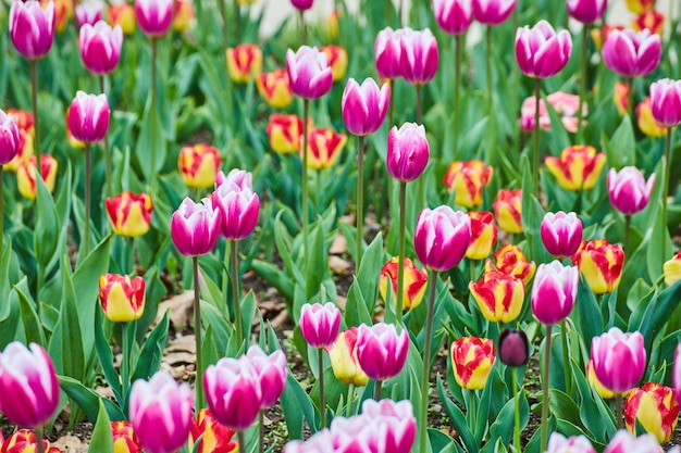 Eindeloze roze en rode tulpen die bloeien in de lente