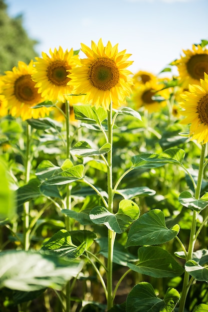 Eindeloze veld met zonnebloemen - zonnige zomerdag