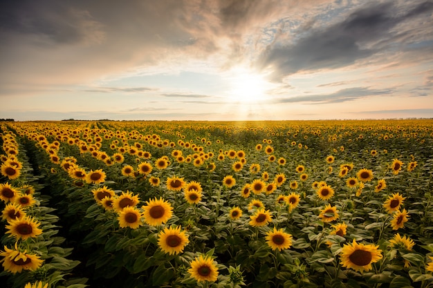 Eindeloze veld van bloeiende zonnebloemen in het landschap in de avond landschap