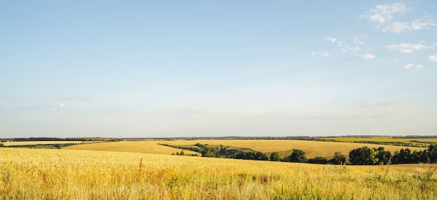 Foto eindeloze velden van gouden tarwe. oogstconcept. zomerlandschap met heuvels, veld en blauwe lucht, panorama. bannerformaat.