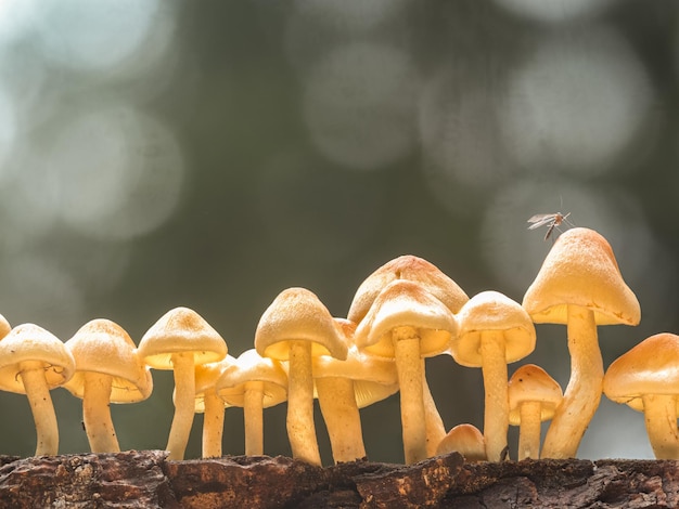 Photo eine gruppe gelb leuchtender pilze steht in einer reihe auf einen alten stuck holz