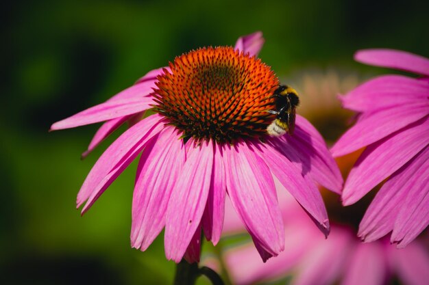 Photo eine wunderschone in rosa farbe blute mit insekt