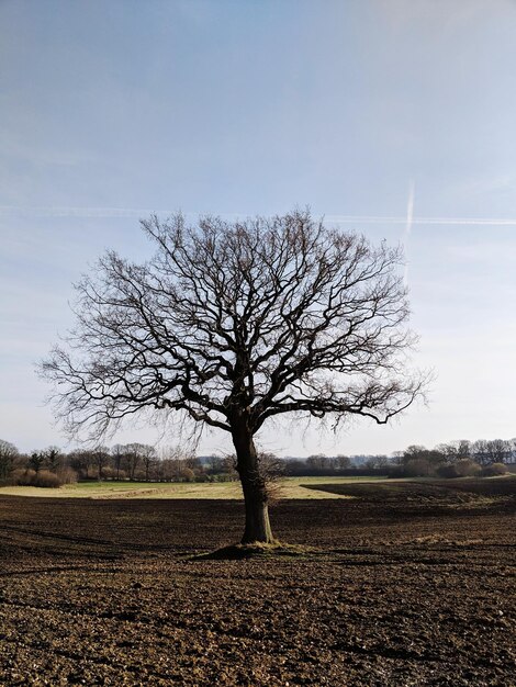 Photo einsamer baum ohne blatter auf feld