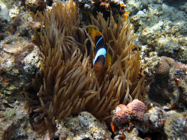 Einzelner anemonenfisch zwischen anemonen im riff
