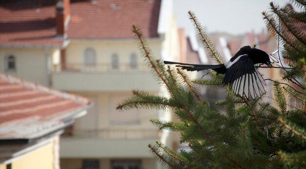 Ekster maakt een nest op dennenboom