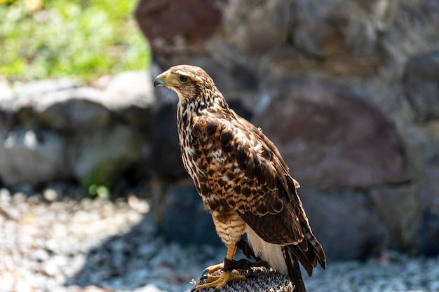 El busardo ratonero, ratonero comun, busardo euroasitico, aguila ratonera, Buteo buteo