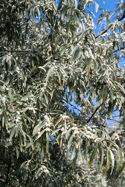 Elaeagnus angustifolia boom