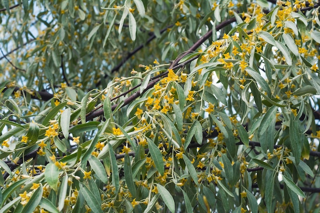 Photo elaeagnus angustifolia tree blooming