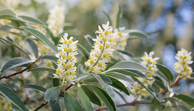 Elaeagnus commutata Silverberry Silver elaeagnus Wolf willow American silverberry bush in bloom