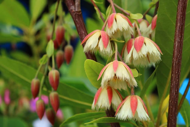 Elaeocarpus grandiflorus Sm. flowers