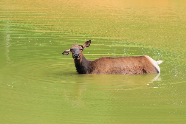 Foto eland baden in het meer