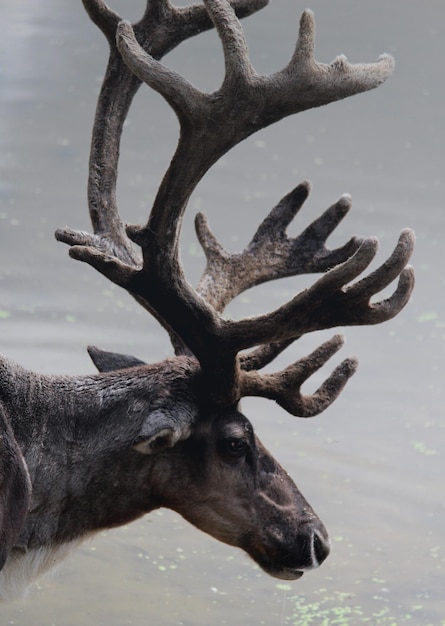Eland bij vijver