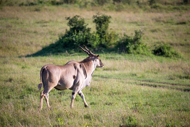 Eland, de grootste antilope, in een weide in savanne