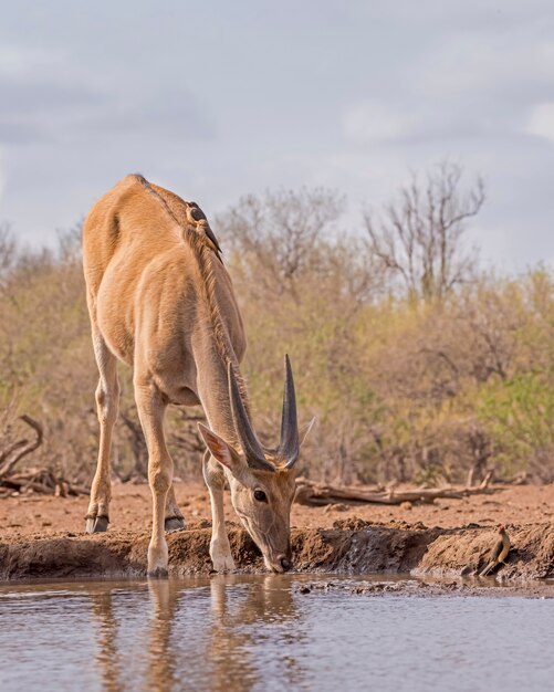 Foto eland drinkwater uit een meer