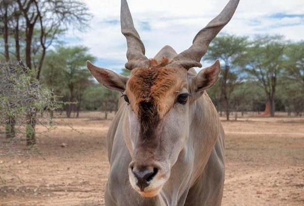 Foto eland of eland antilope stier op de savanne van het nationale park etosha namibië