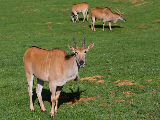 Eland op een weide