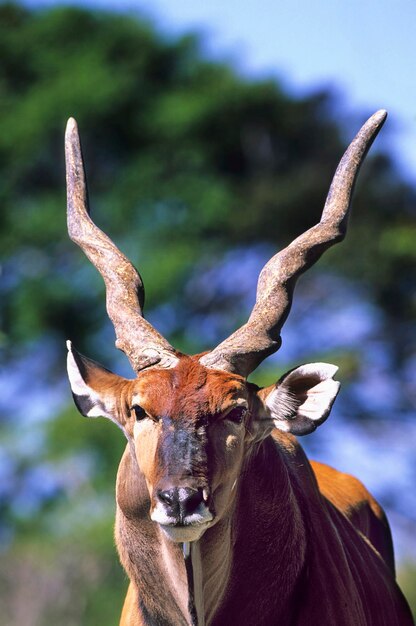 Foto eland tragelaphus oryx bull africa