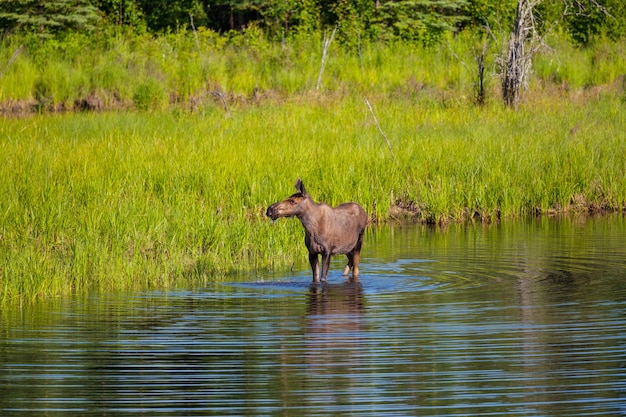 Eland