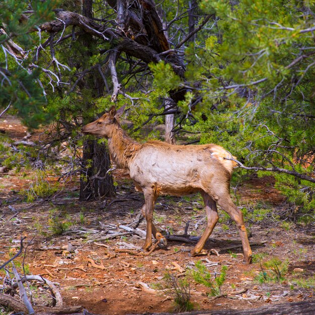 Elanden herten grazen in Arizona Grand Canyon Park