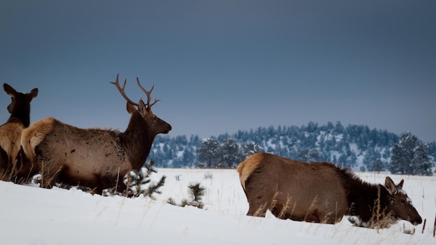 Elandenkudde in sneeuw dichtbij Evergreen, Colorado.