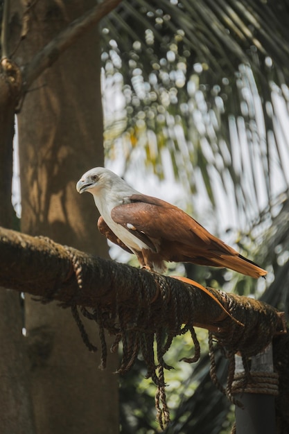 Elang Bondol, is de mascotte van Jakarta, Indonesië. Ze zijn Aves klasse en Accipitridae familie