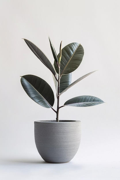 Elastica ficus with big leaves