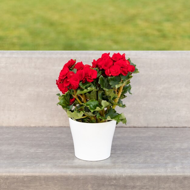 Elatior begonia in the white pot at outside