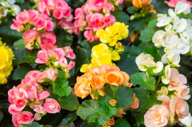 Photo elatior begonias begonia x hiemalis flowering plant of begonia hybrid elatior begoniaceae