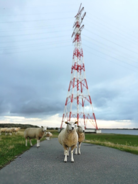 Фото Эльбекрейзунг.