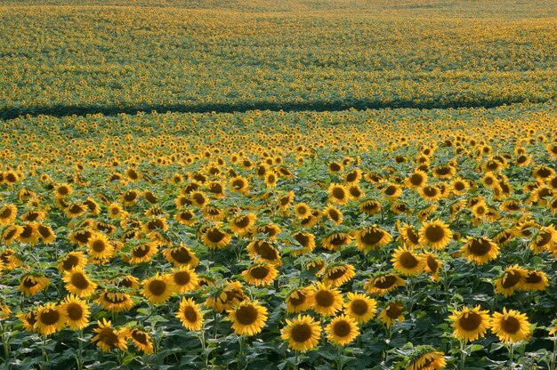 ミネソタ州エルボーレイク。夕方の光の中でひまわり畑の美しい景色