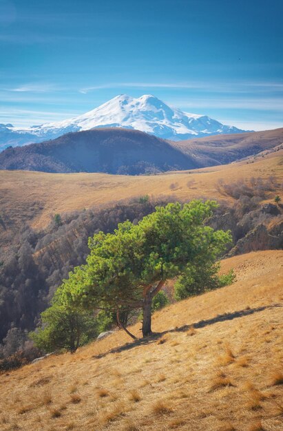 Foto paesaggio montuoso dell'elbrus e pino d'autunno