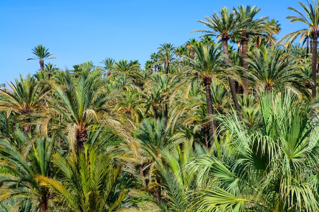 Elche Elx Alicante el Palmeral met veel palmbomen