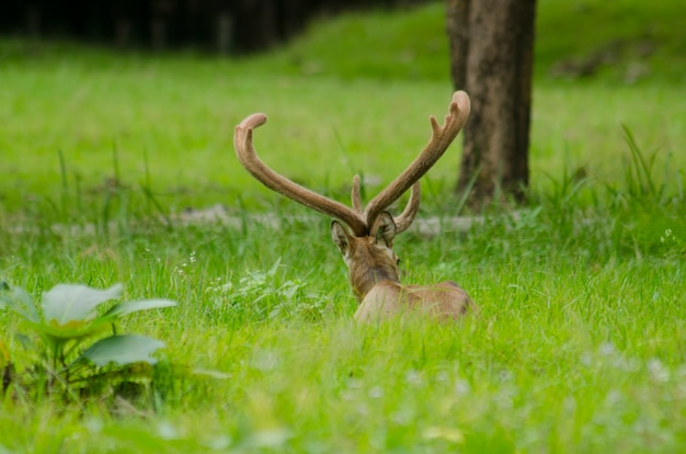 タイのHuai Kha Khaeng Wildlife Sanctuaryにある自然の畑で、Eld&#39;s Deer