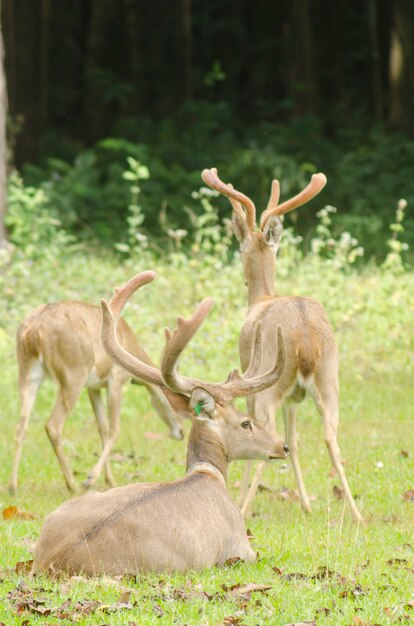 Eld&#39;s Deer op het gebied van natuurlijke site in Huai Kha Khaeng Wildlife Sanctuary, Thailand