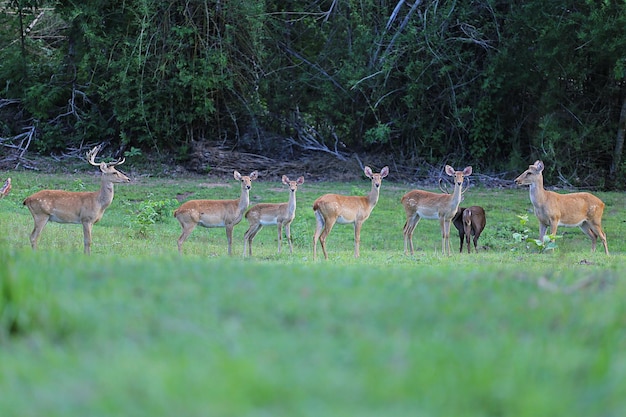 Eld's Deer or Rucervus eldii stand on grass in forests Thailand