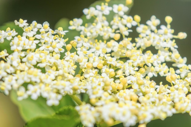 ニワトコの花、ニワトコの花、ニワトコの花